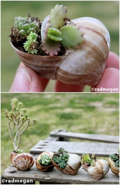 6. Soportes de conchas recicladas