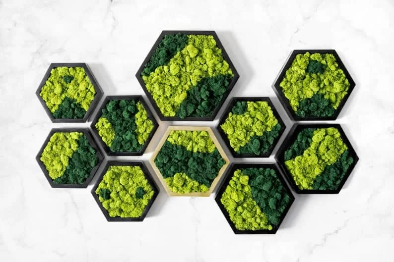 4. 蜂窝状苔藓装饰