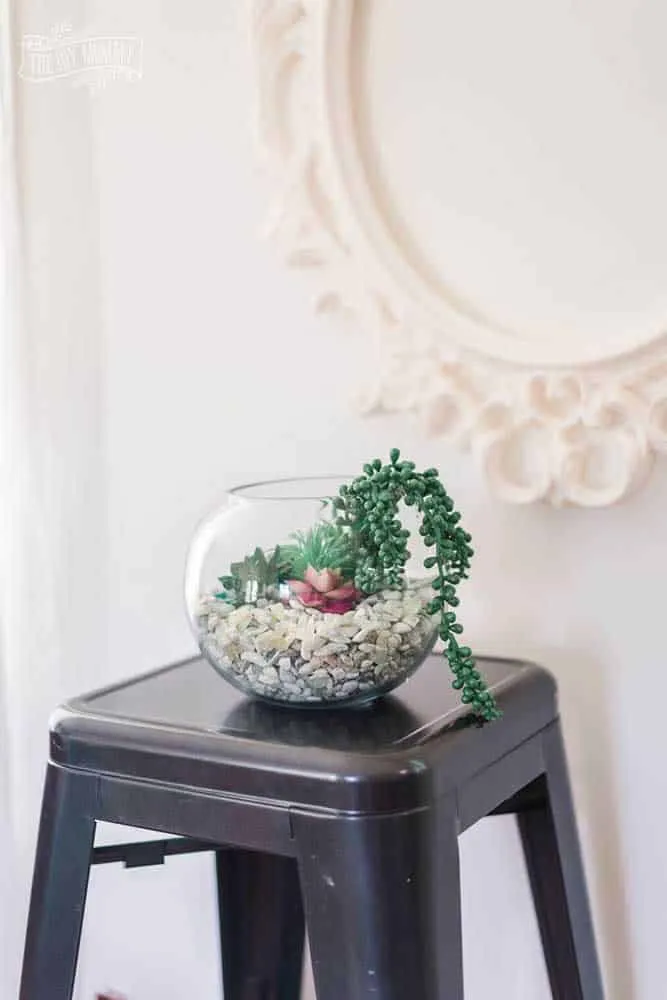 如何选择理想的多肉植物容器