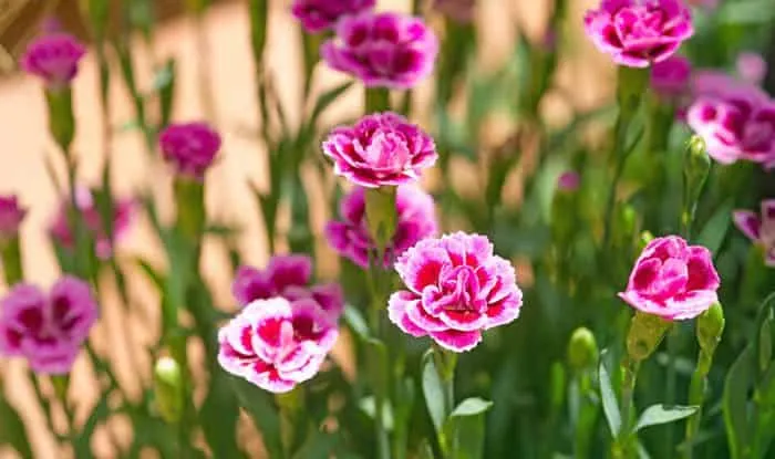 秋季植物，让庭院花园更加美丽