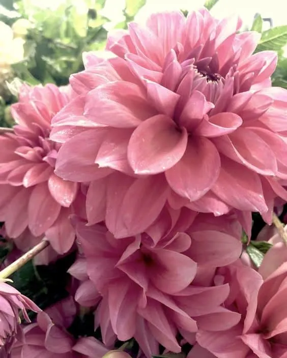 Basics of Winter Plant Care You Should Know