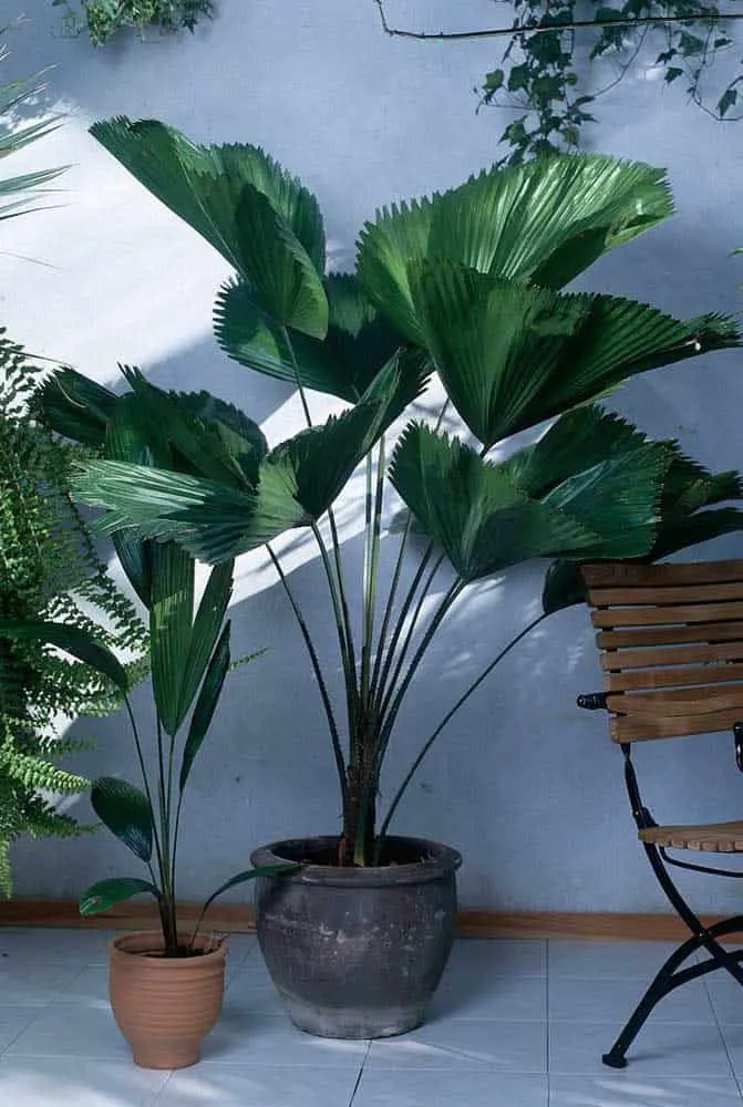 How to Care for a Fan Palm