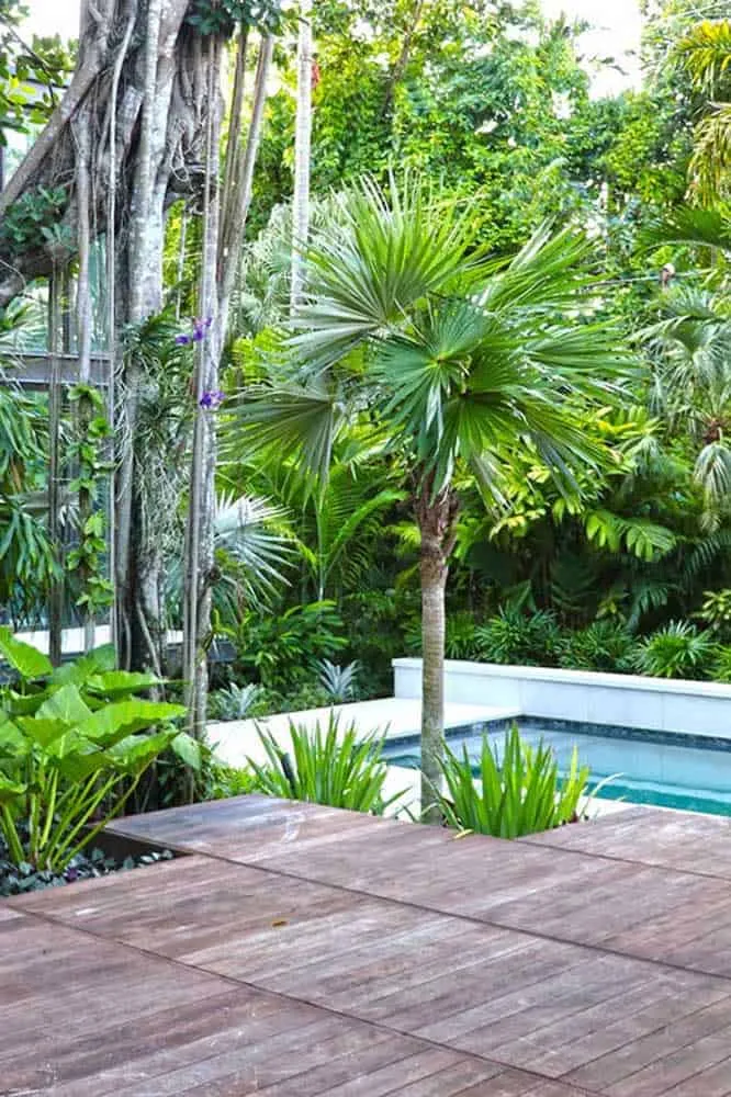 How to Care for a Fan Palm