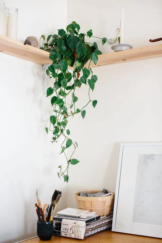 Ideal Plants for Decorating Hallways Without Natural Light