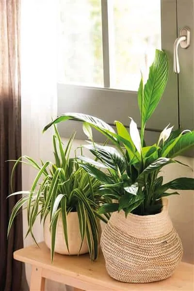 Indoor plants that you should have at home