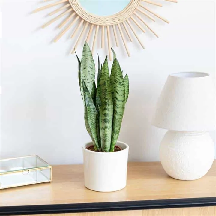 Ideal Plants for Decorating Hallways Without Natural Light