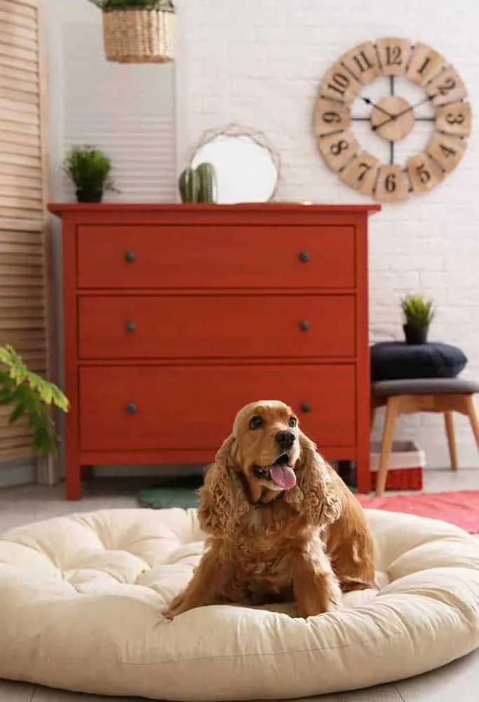 如何为狗狗选择理想的床
