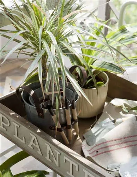 Ideal Plants for Decorating Hallways Without Natural Light