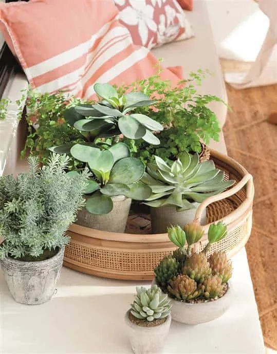 Indoor plants that you should have at home
