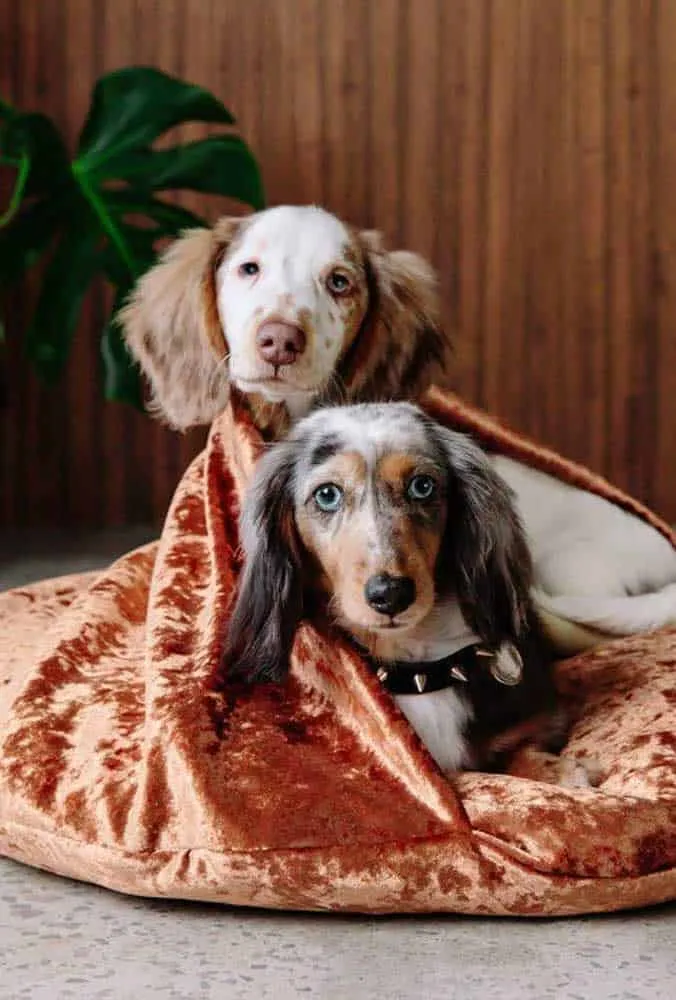 Comment choisir le matelas parfait pour votre chien