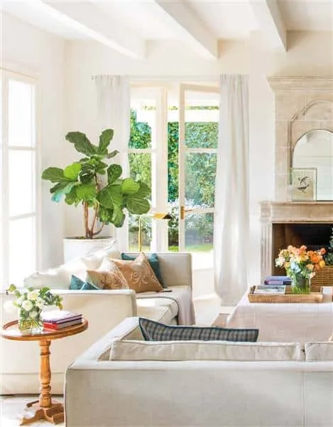 Indoor plants that you should have at home