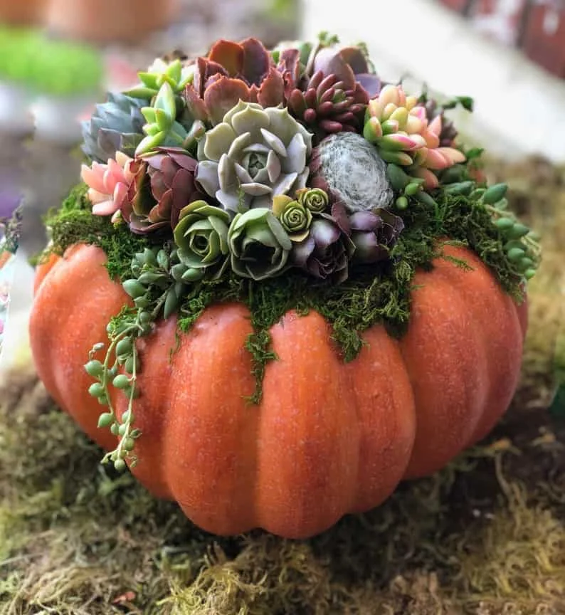 4. Calabaza falsa decorada con suculentas vivas