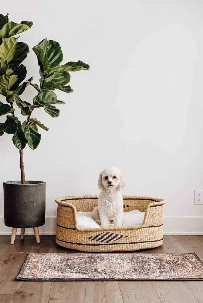 Comment choisir le matelas parfait pour votre chien