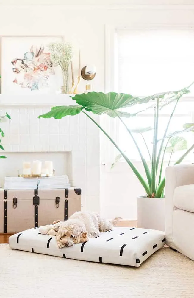Comment choisir le matelas parfait pour votre chien