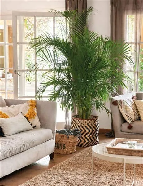 Indoor plants that you should have at home