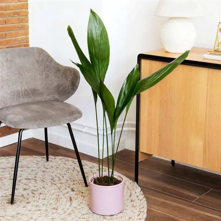 Ideal Plants for Decorating Hallways Without Natural Light