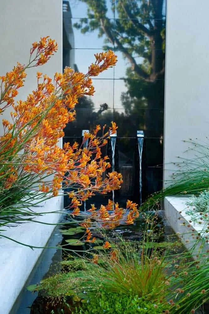 Tips for Creating the Perfect Garden Pond