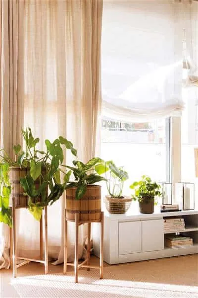 Indoor plants that you should have at home