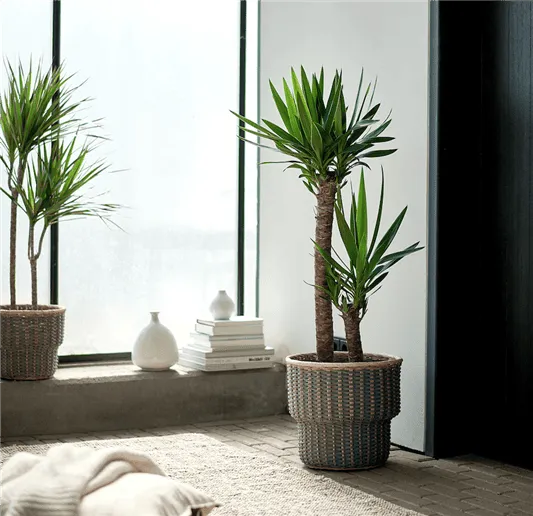 Ideal Plants for Decorating Hallways Without Natural Light