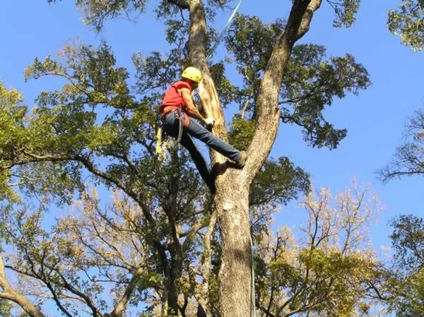 Best Moments to Consider When Hiring a Tree Trimming and Removal Company