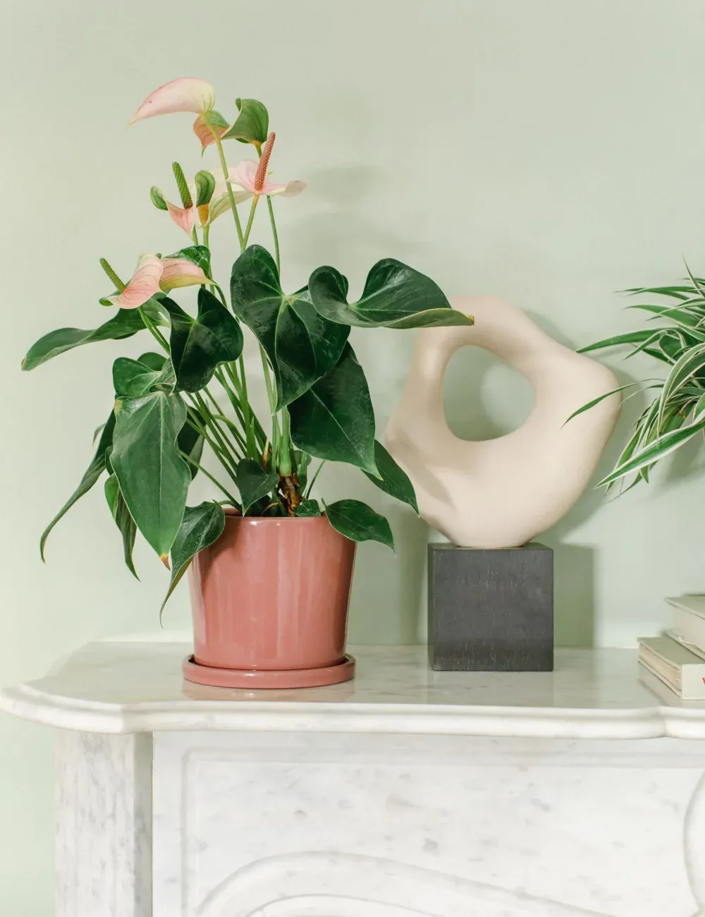 花盆，提升您的空间品质