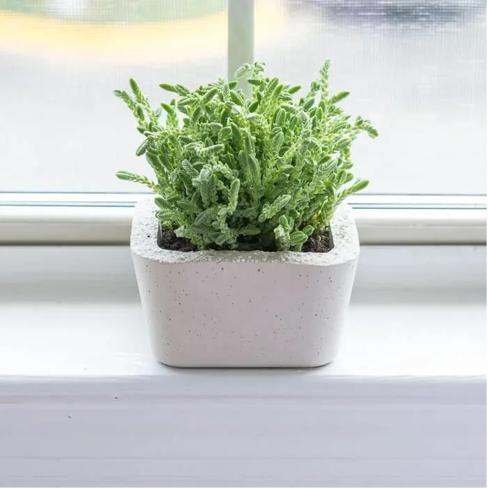 3. Macetas de concreto DIY para suculentas