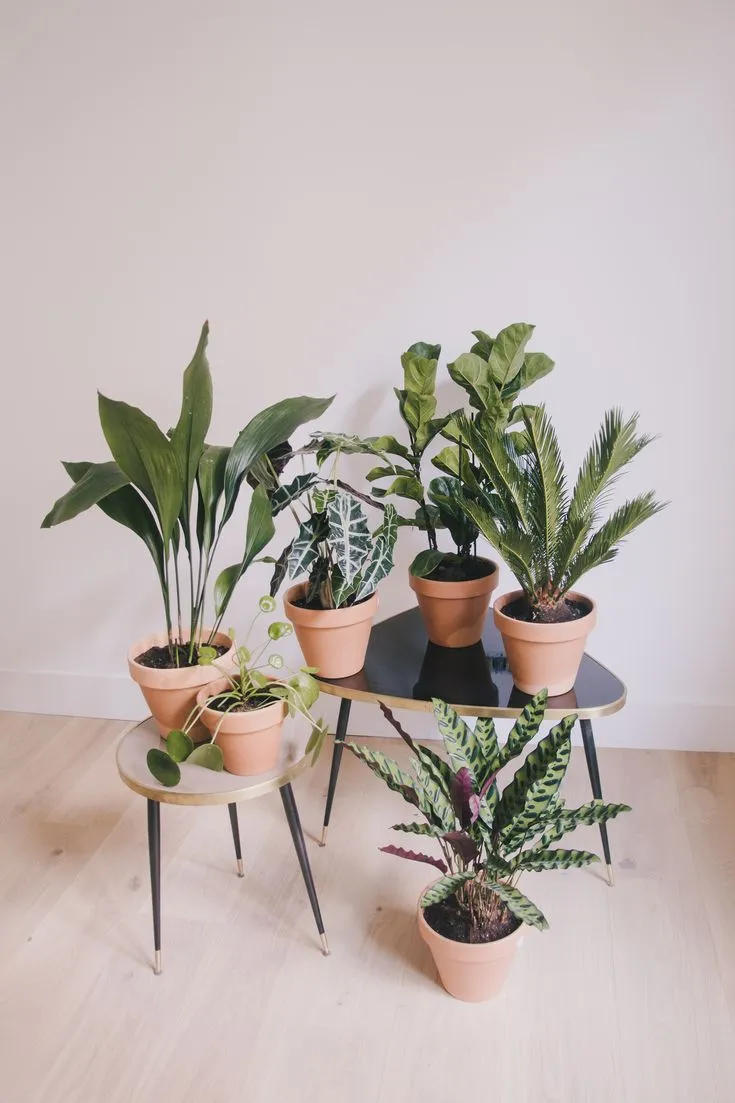 Summer Plant Care: Important Tips