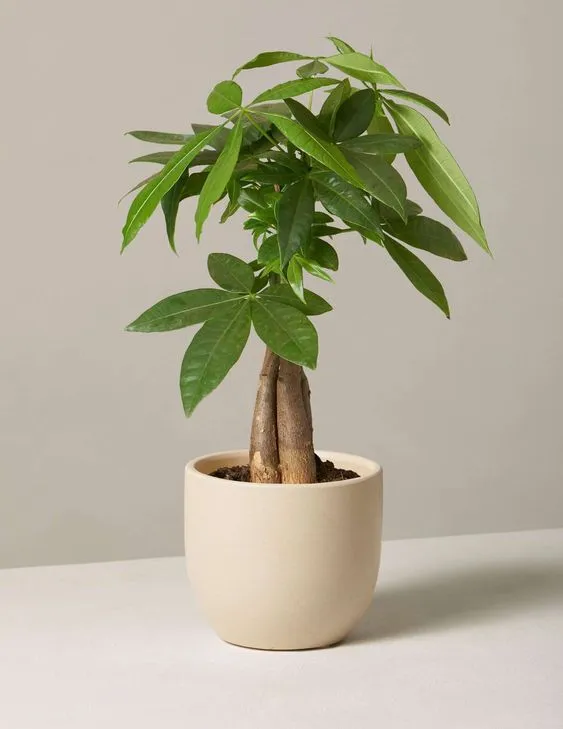 Summer Plant Care: Important Tips