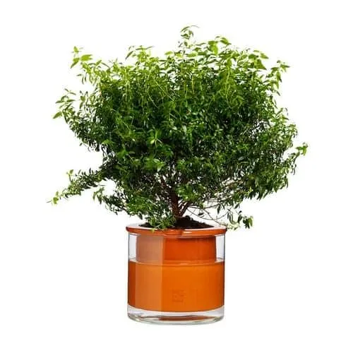 Tips for Caring for Plants During Vacation