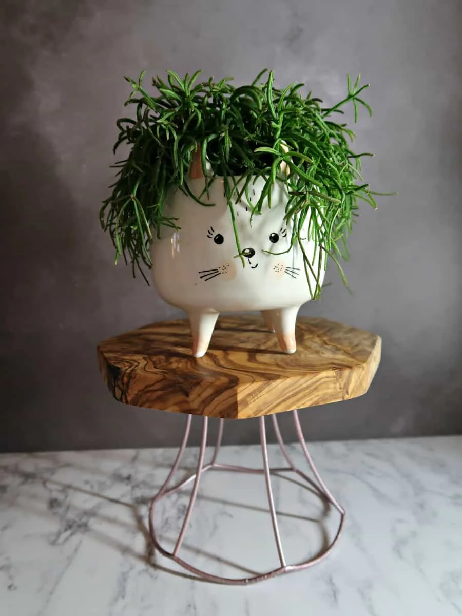 6. Reciclaje de marcos de lámpara de alambre en soportes para plantas