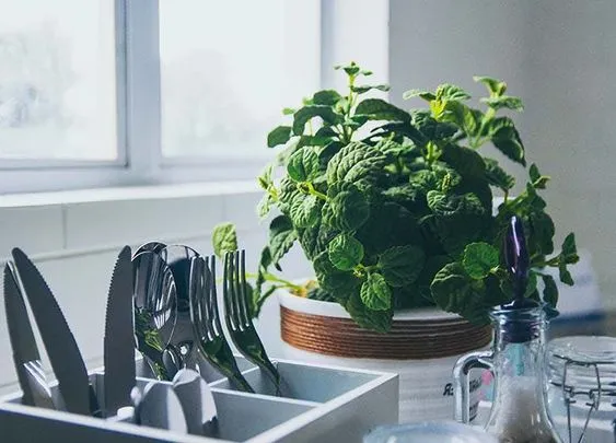 关于芳香植物你需要知道的一切