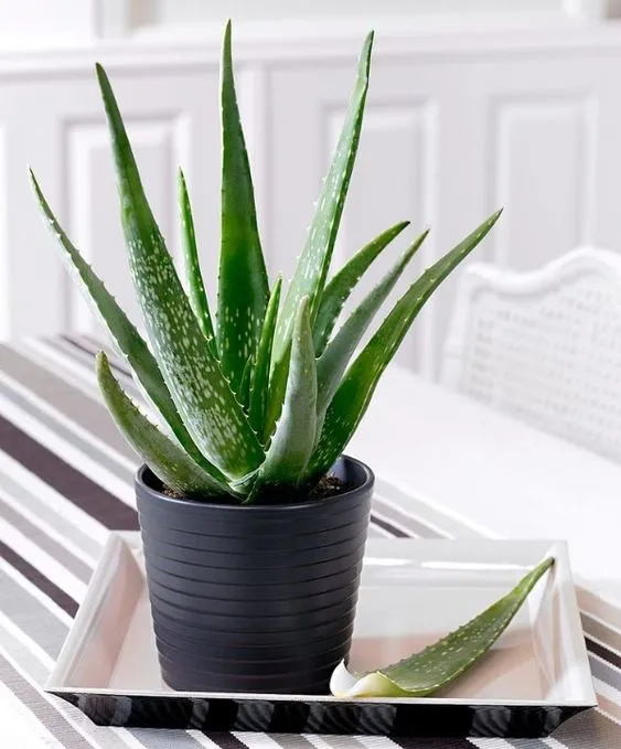 Indoor Plants That Are the Most Natural and Economical Way to Reduce Temperature in Your Home