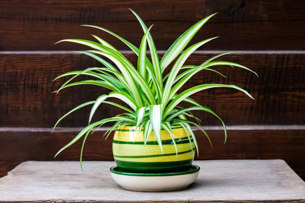 Indoor Plants That Are the Most Natural and Economical Way to Reduce Temperature in Your Home