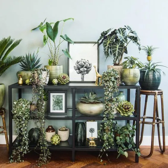 在家中打造属于你的城市丛林