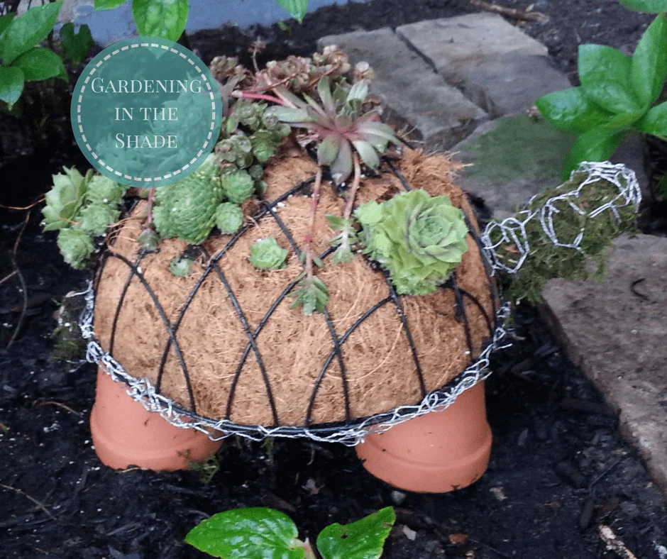 3. Creating a Succulent Topiary with Turtle