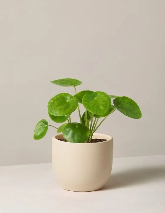 家中必备的幸福植物