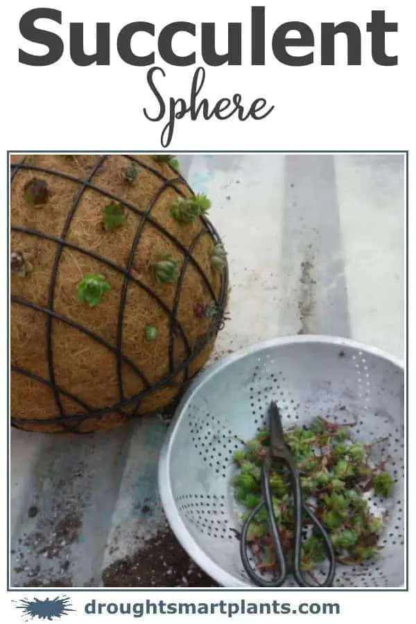 5. 多肉球形装饰