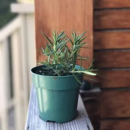 Top-3 Best Plants for Balcony That Grow Without Water Under Full Sunlight