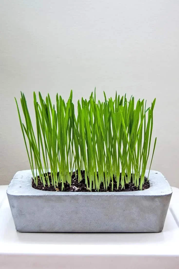 10. DIY BRICK PLANTER FOR CAT GRASS