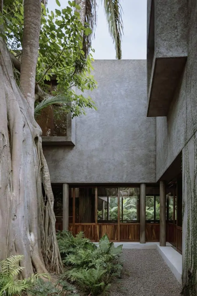 Casa Higueras by CoA Arquitectura: A Jungle Retreat Shaped by Fig Trees