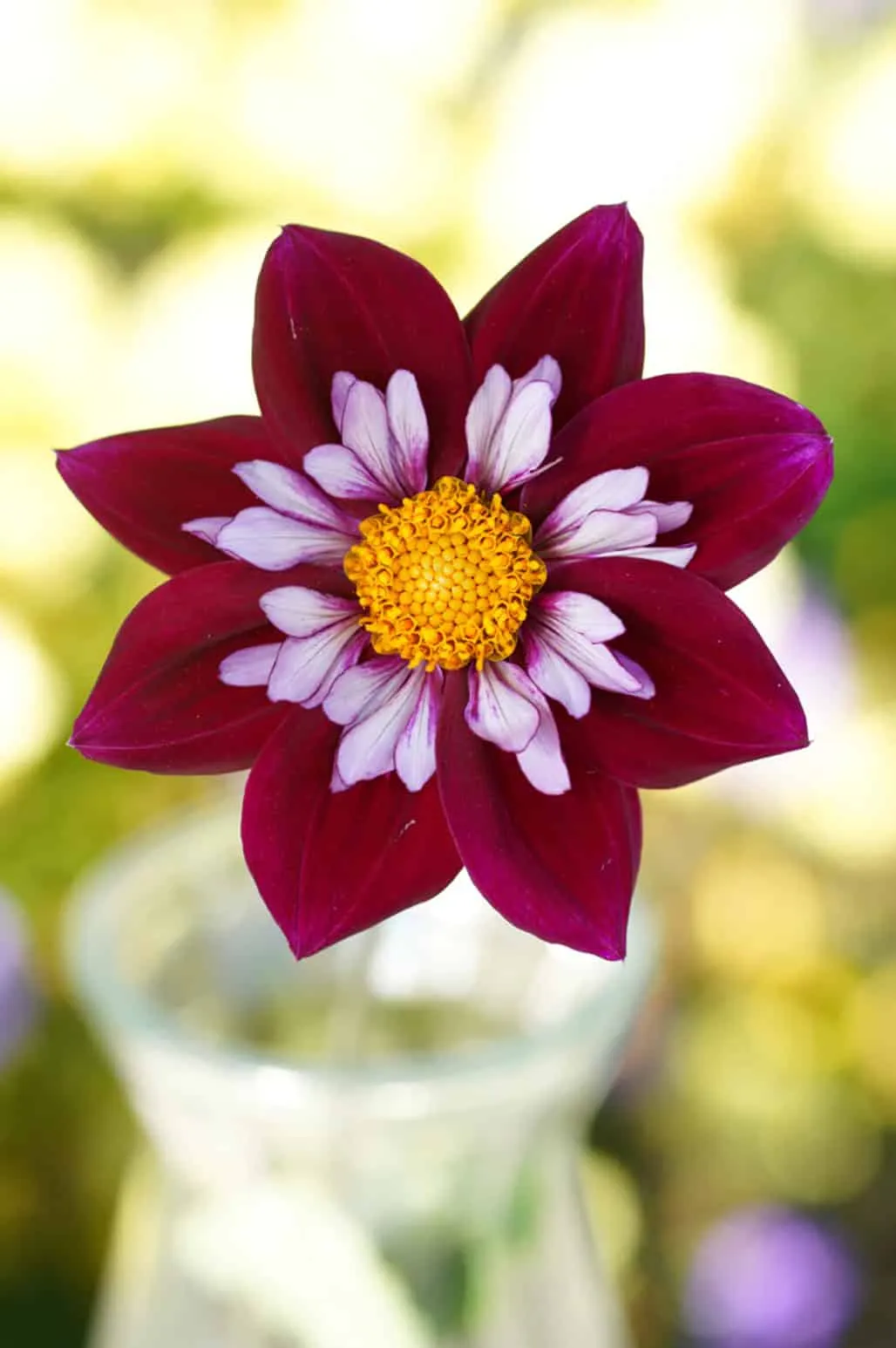 花卉艺术: Dahlias与现代建筑中的花艺设计 花卉艺术: Dahlias与现代建筑中的花艺设计