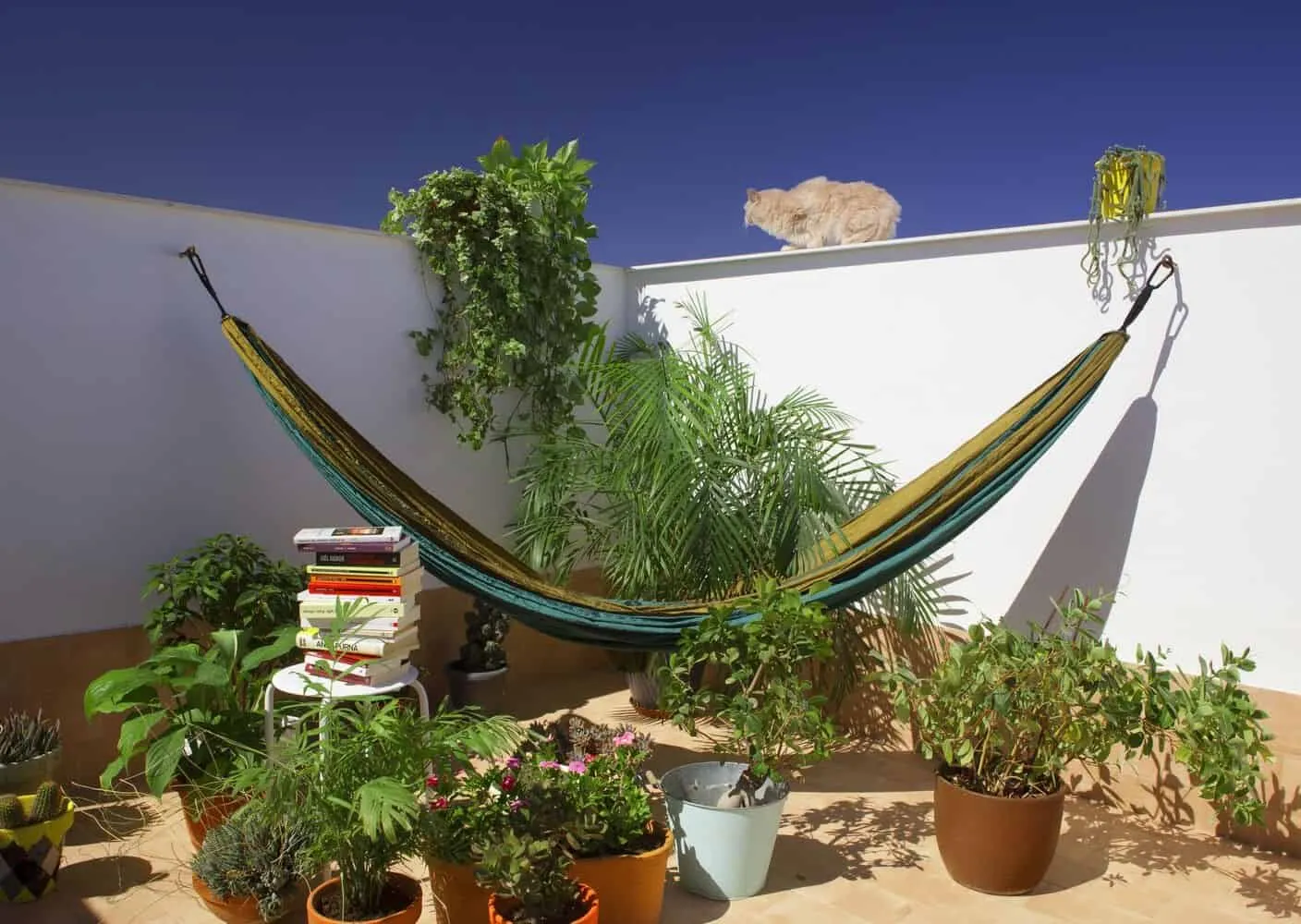 AFAB设计的猫狗家庭住宅，位于西班牙巴塞罗那