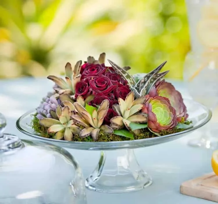 8. Crea una arreglos con cactus