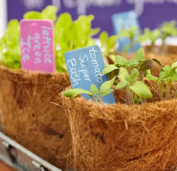 6. Haz una tabla de indicaciones con plantas