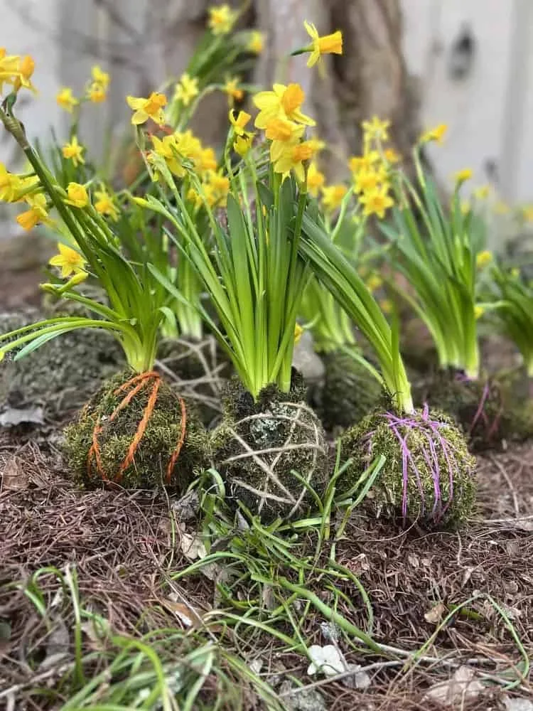 2. Crea una cokedama con narciso