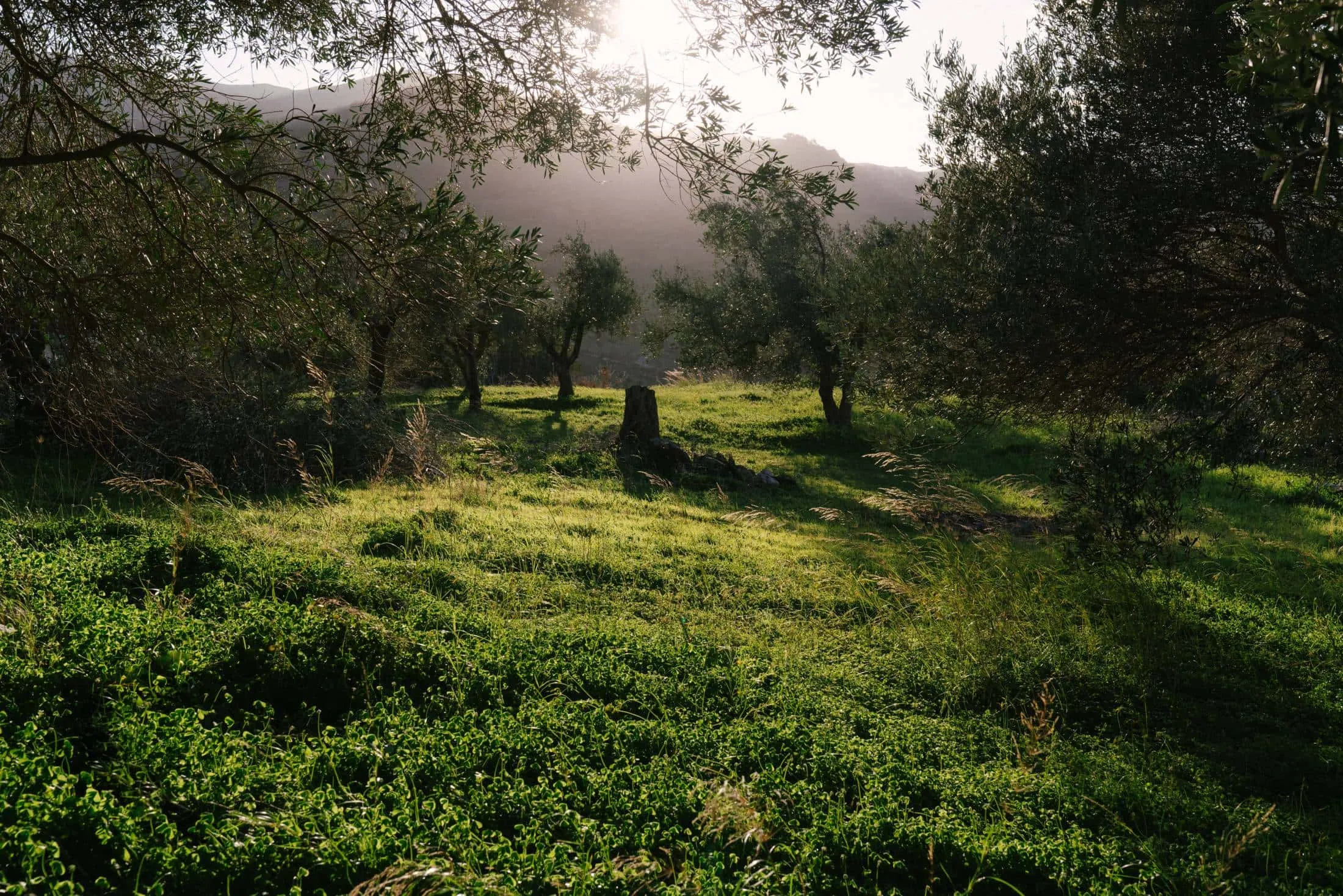 Meraki House — контекст ландшафта с террасными холмами