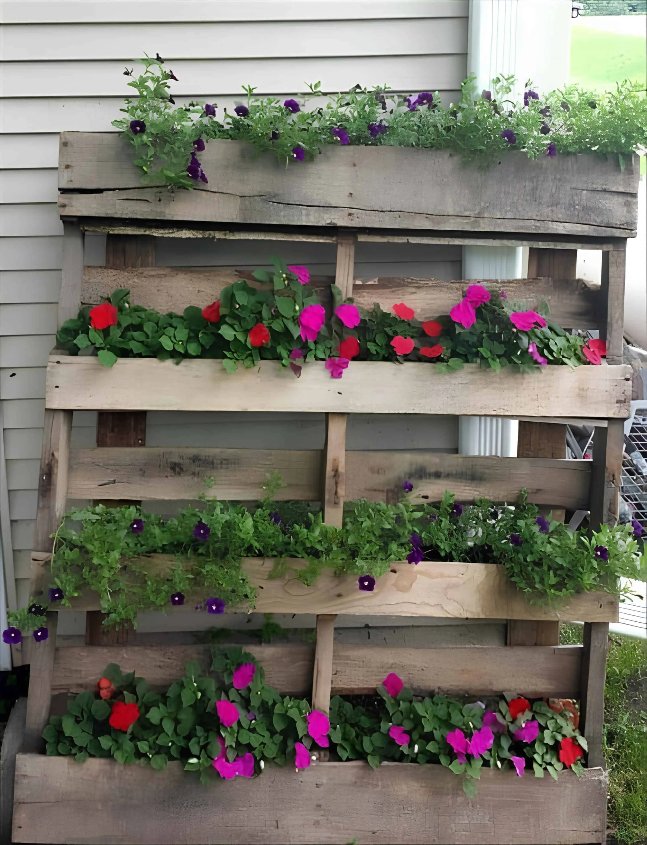 未涂装的托盘花园，种植天竺葵和鲜艳绿色藤蔓