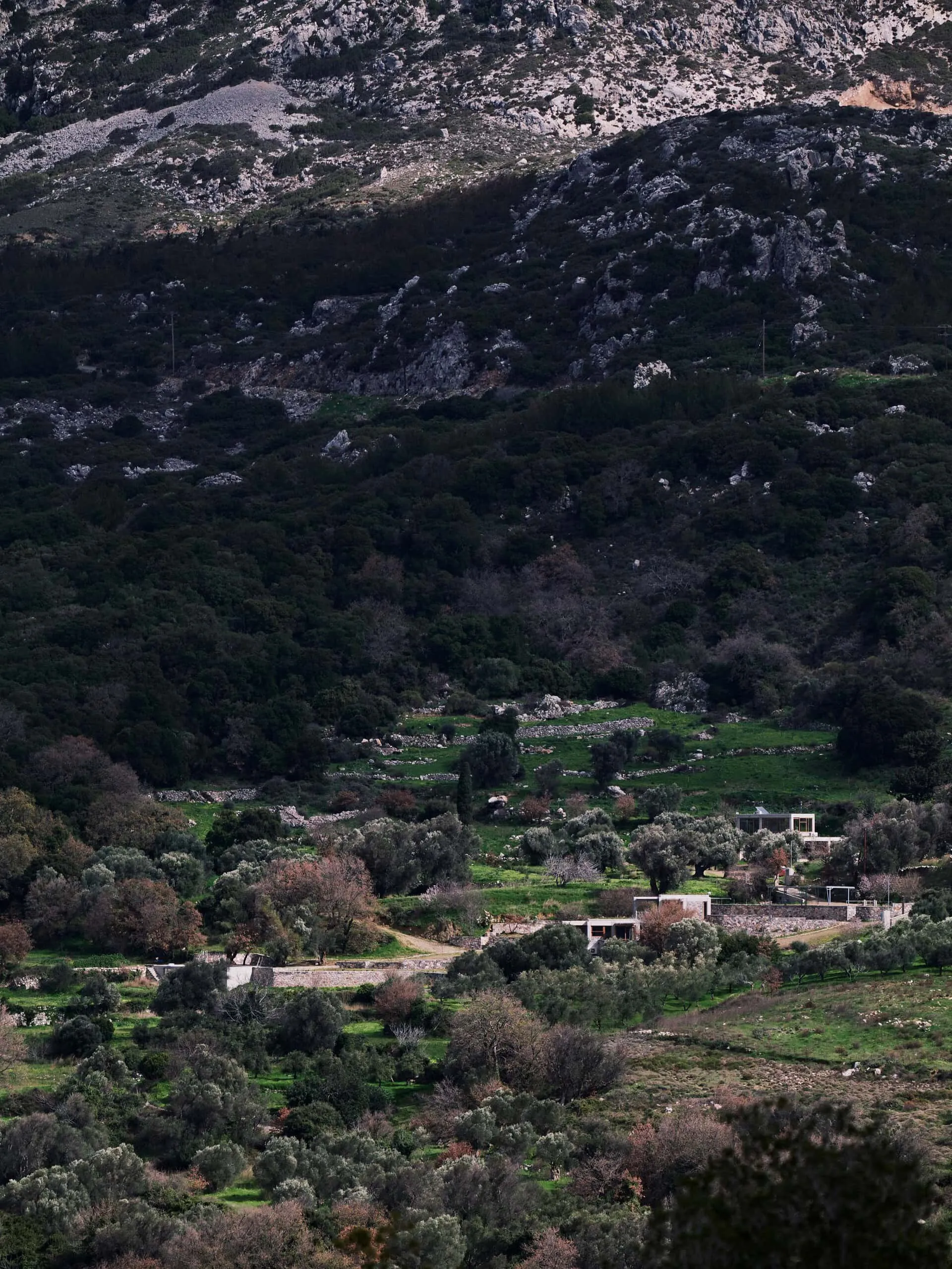 Meraki House — фронтальный портрет с оливковым садом на переднем плане