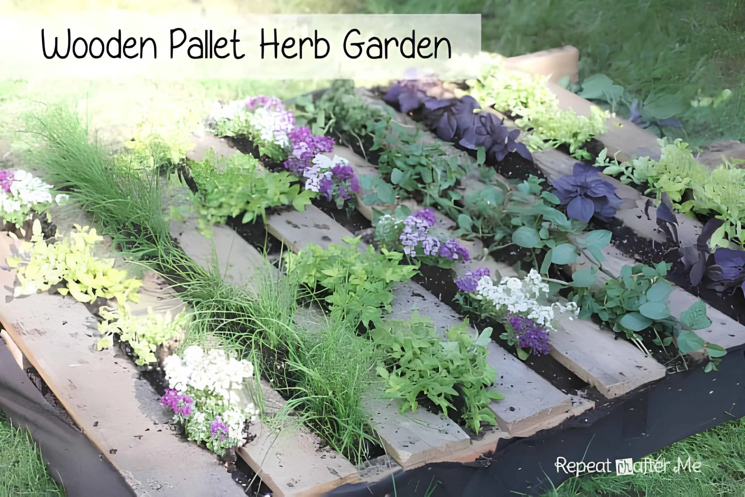 将回收木托盘改造成盛开的草药和花卉花园