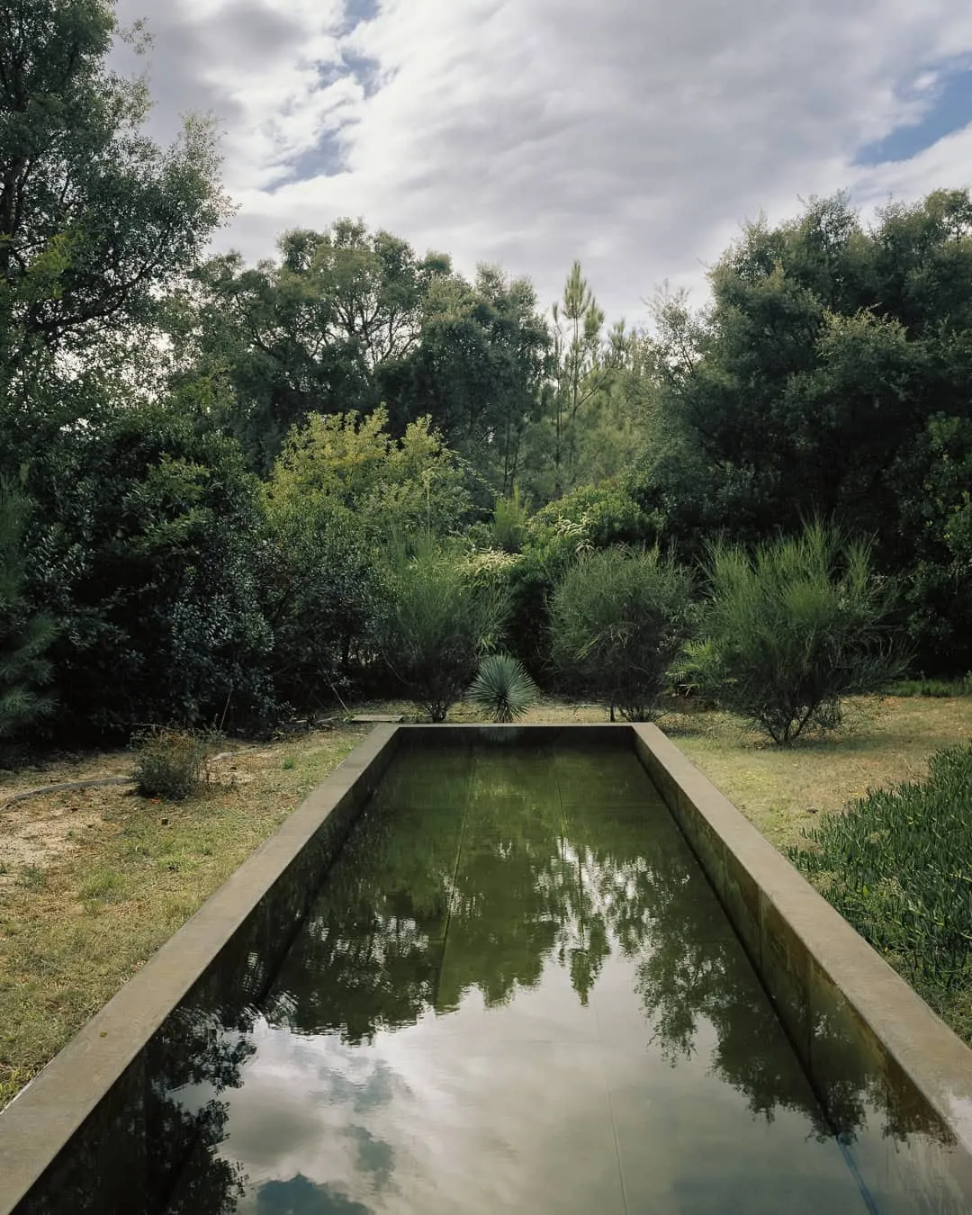 绿意盎然的花园中的反射泳池 茂密自然绿色中的极简反射泳池。